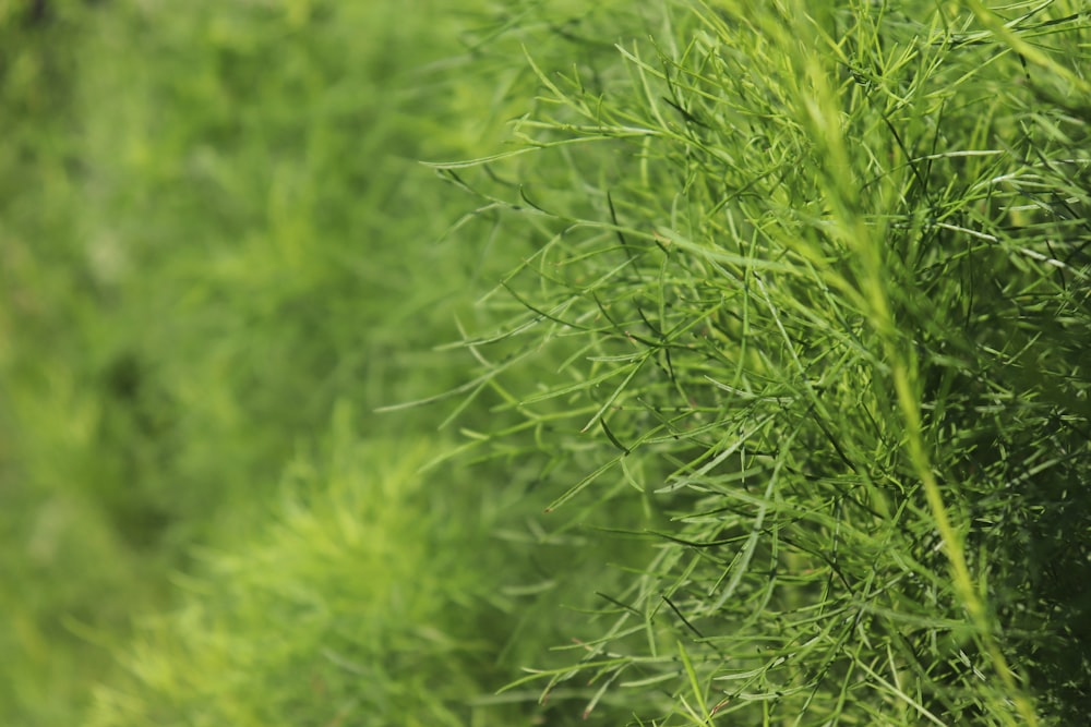 Hierba verde en la fotografía de primer plano