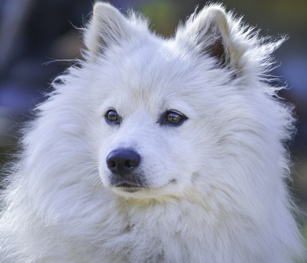 white long coat dog in close up photography