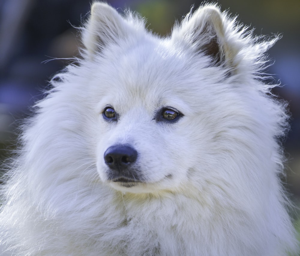 クローズアップ写真の白いロングコートの犬