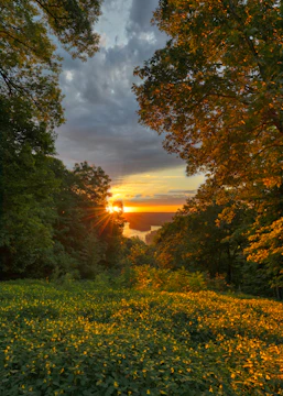 A vibrant digital painting of a serene forest at sunset with glowing light effects.