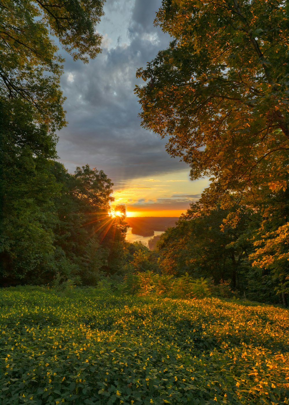 green grass field with trees during sunset