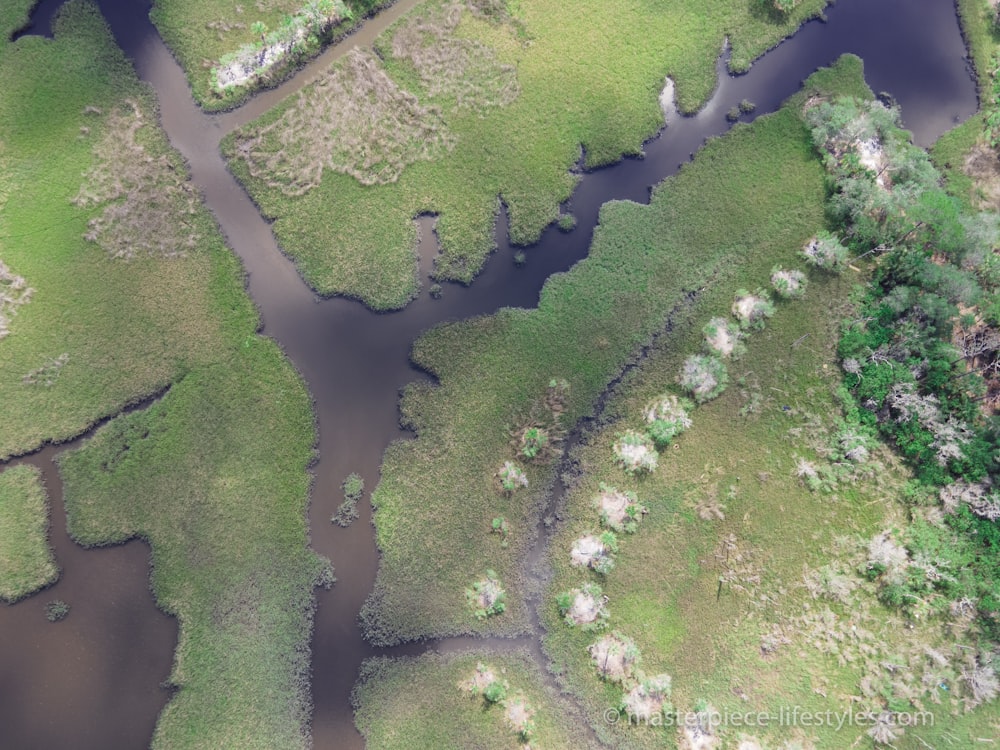 mousse verte sur l’eau pendant la journée