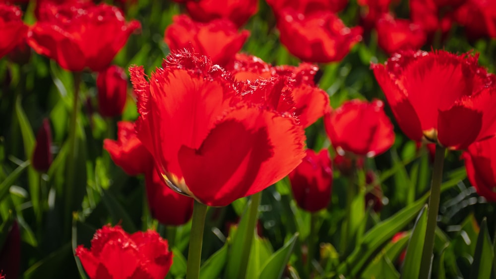 red flower in tilt shift lens