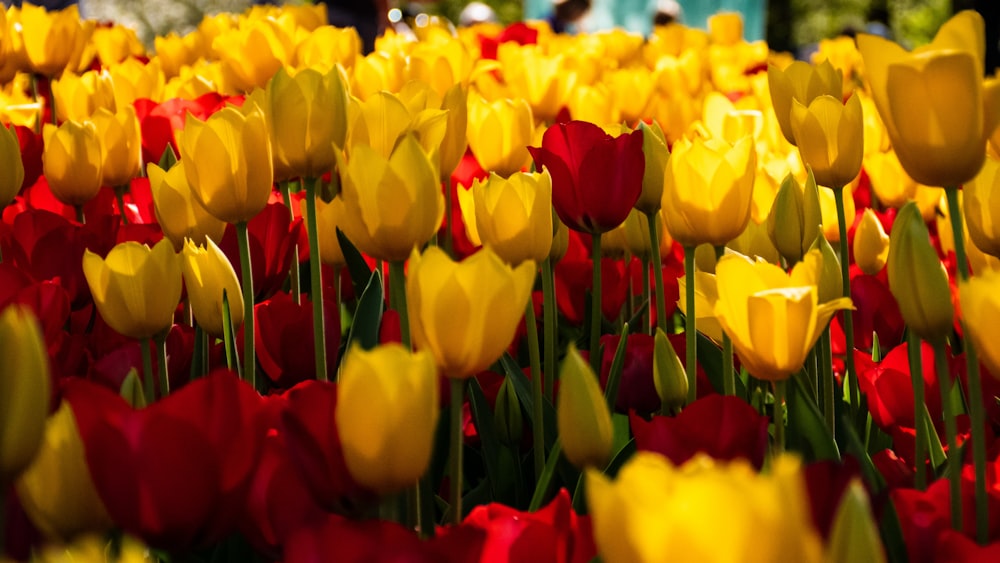 tulipas amarelas e vermelhas em flor durante o dia