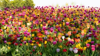 A vibrant tulip garden in full bloom, bursting with colors under a clear blue sky.