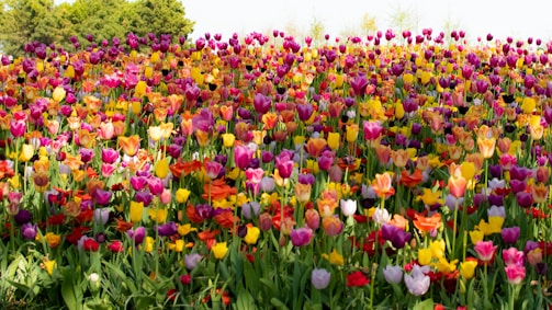 A vibrant tulip garden in full bloom, bursting with colors under a clear blue sky.