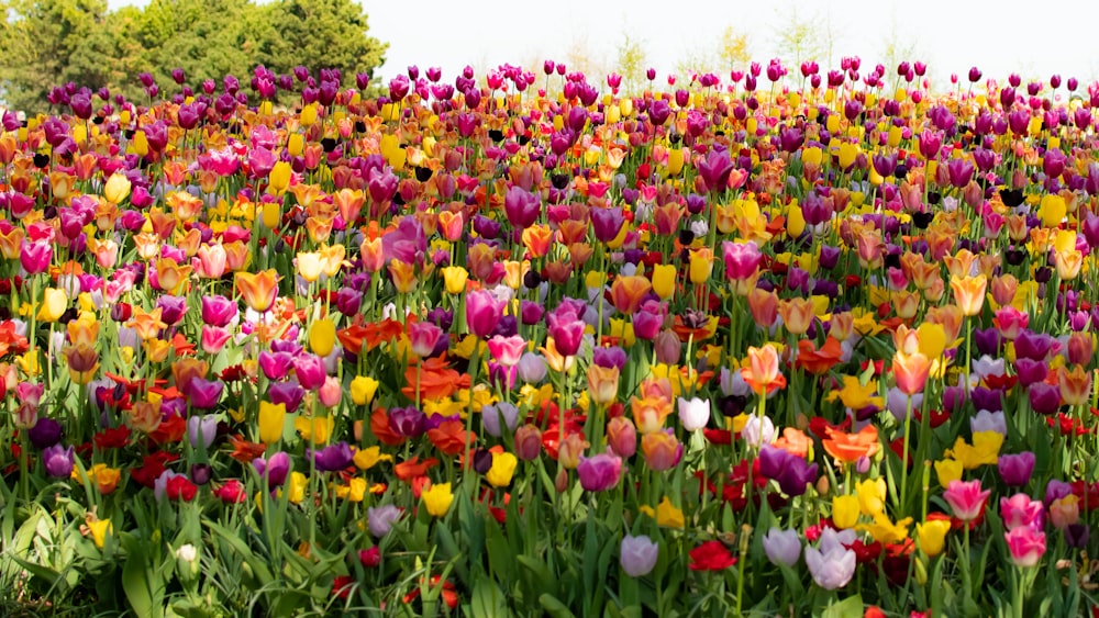 yellow and red tulips field during daytime