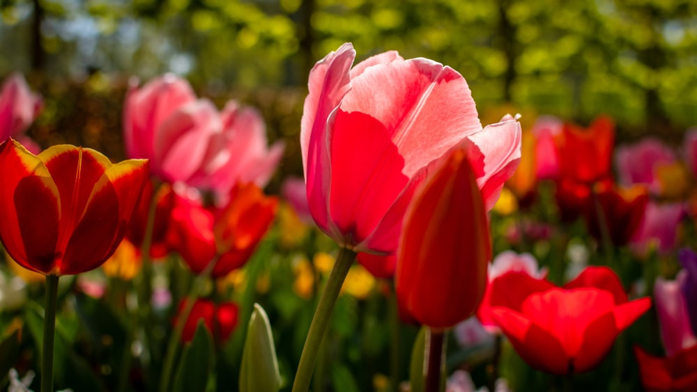 pink tulip in bloom during daytime