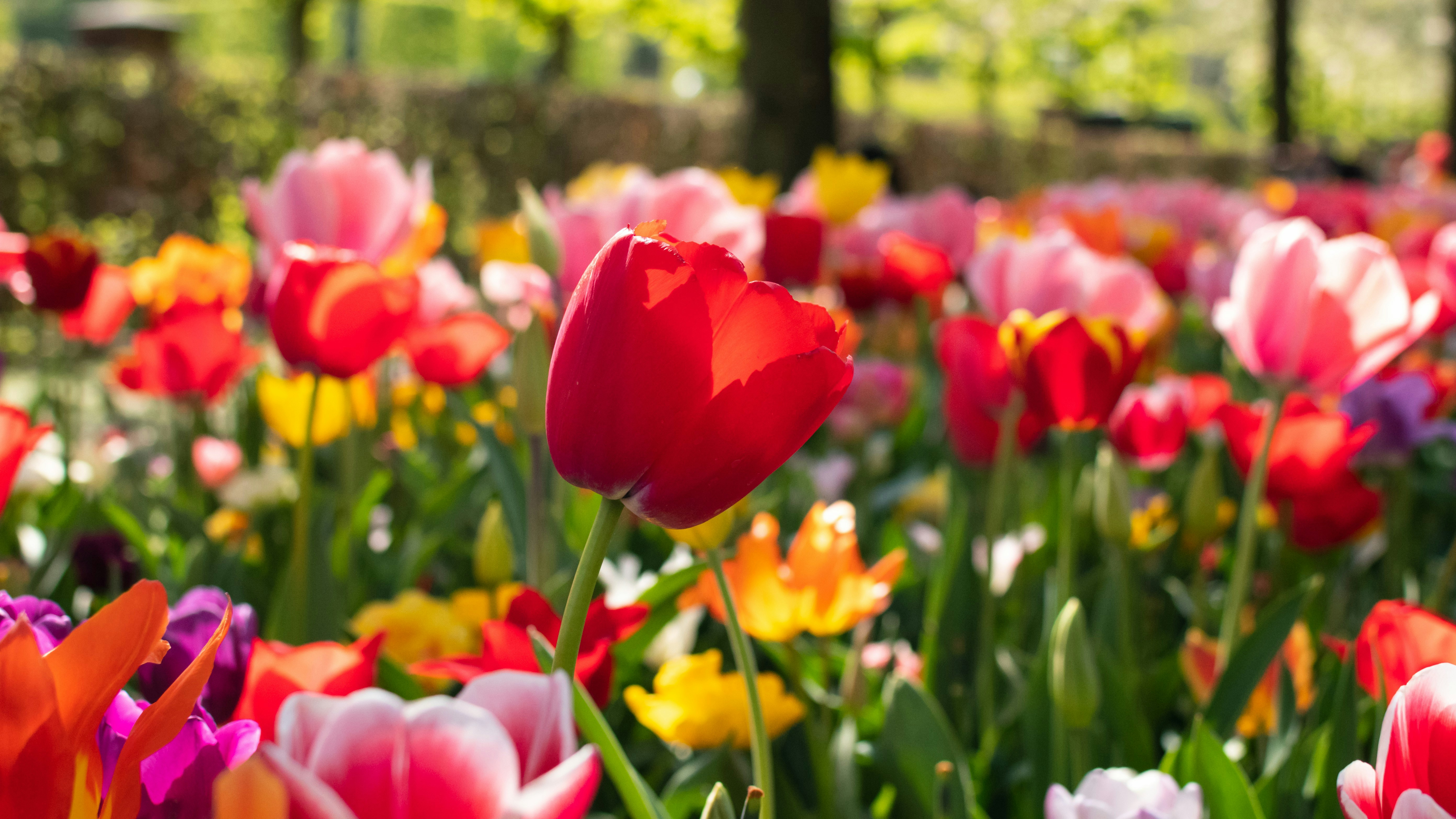 Colorful tulips in K