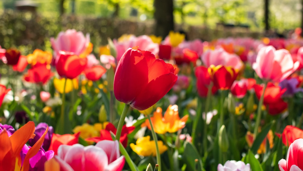 Rote Tulpen blühen tagsüber