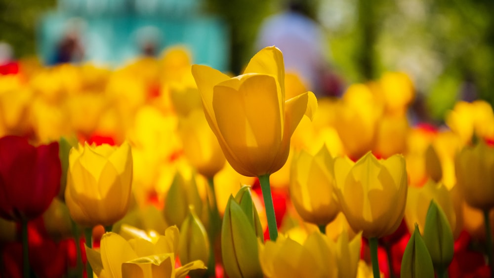 yellow tulips in bloom during daytime