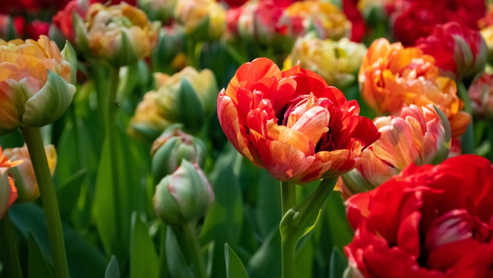 red tulips in bloom during daytime