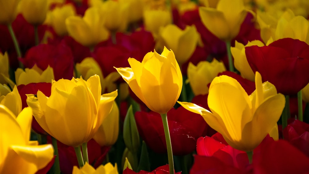 Tulipanes amarillos y rojos en flor foto de cerca