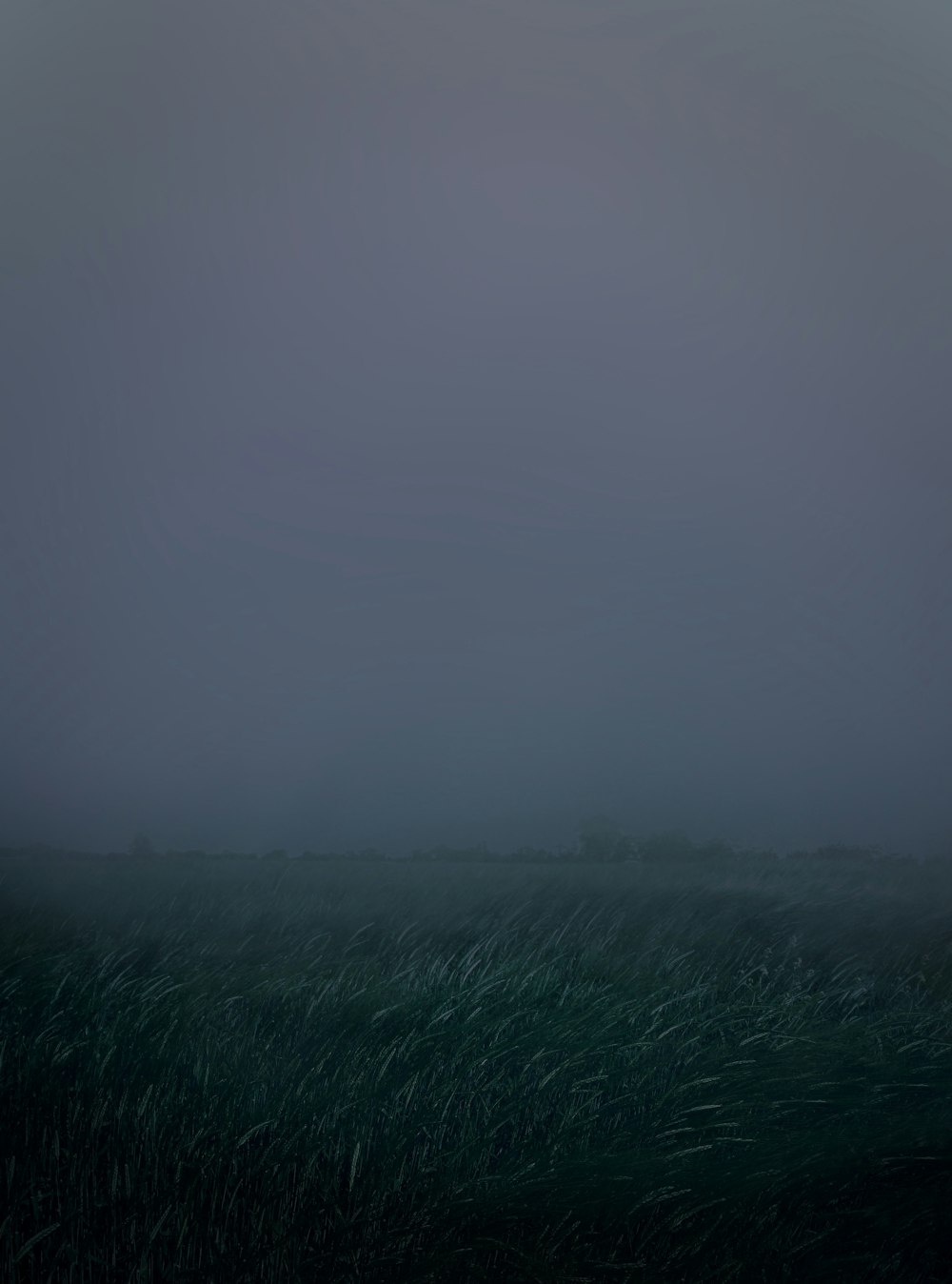Grünes Grasfeld mit Nebel bedeckt