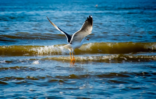 white and black bird flying over the sea during daytime in The Hague Netherlands