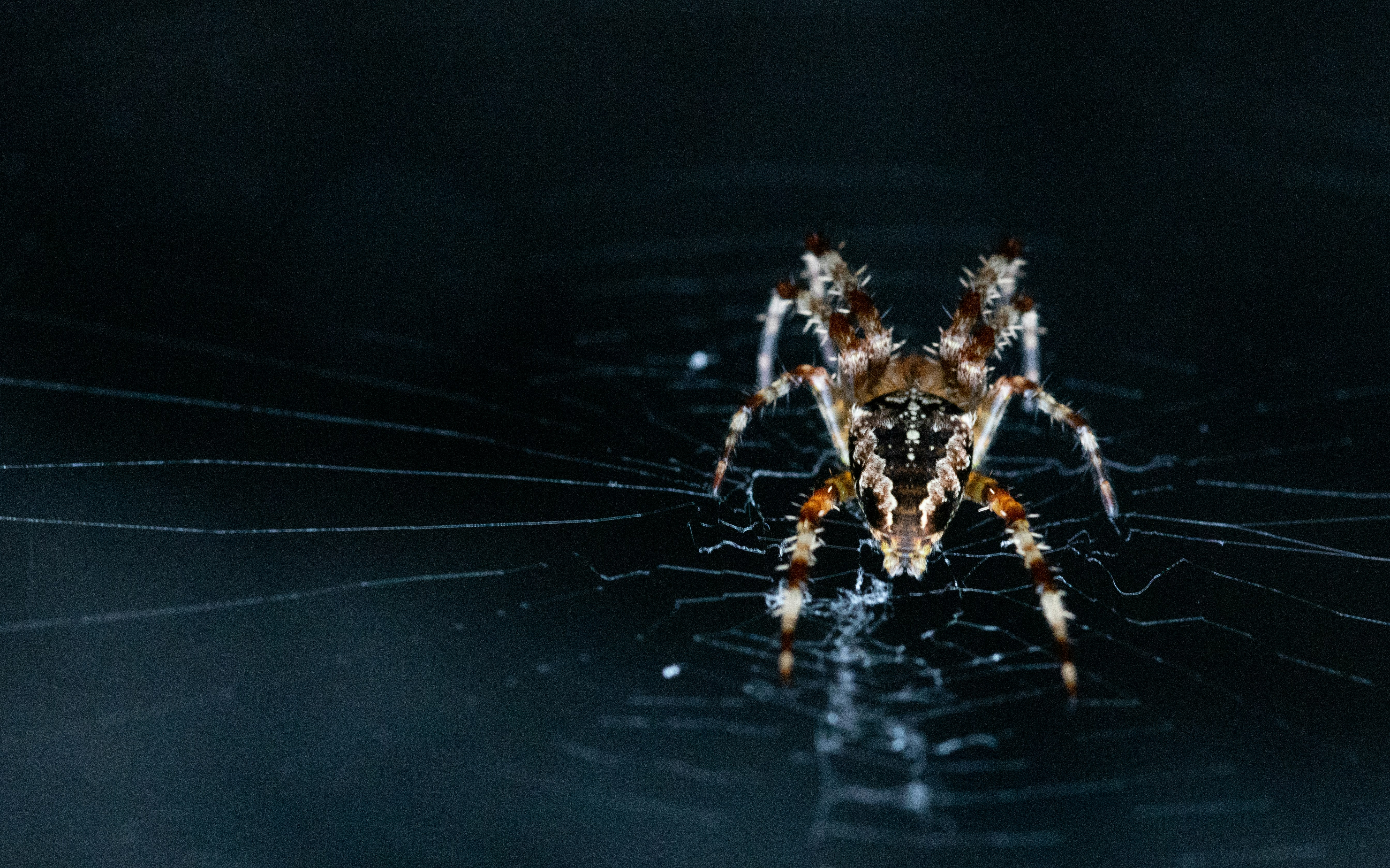brown and black spider on web