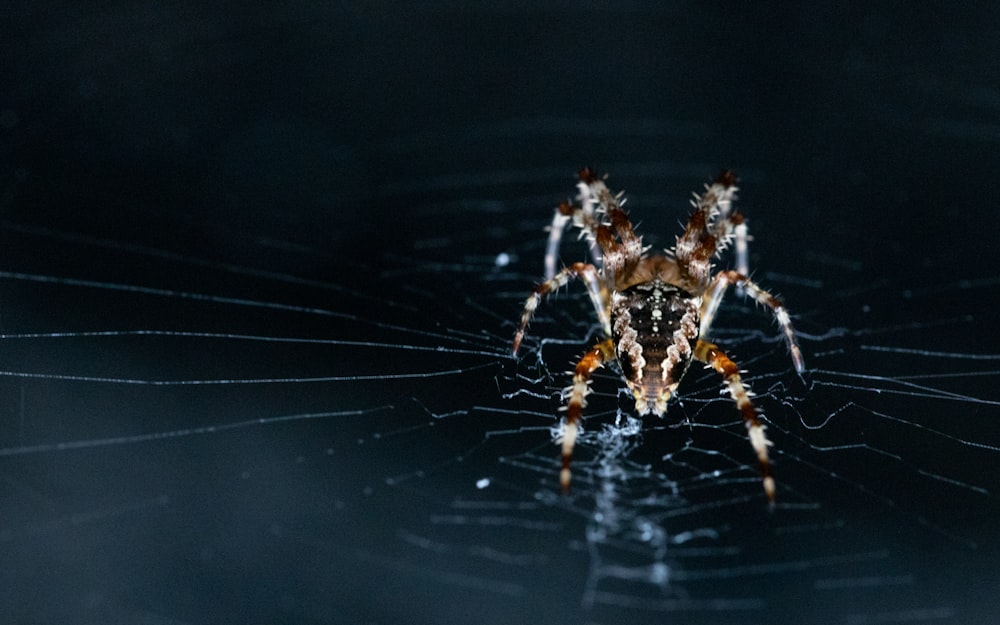 brown and black spider on web