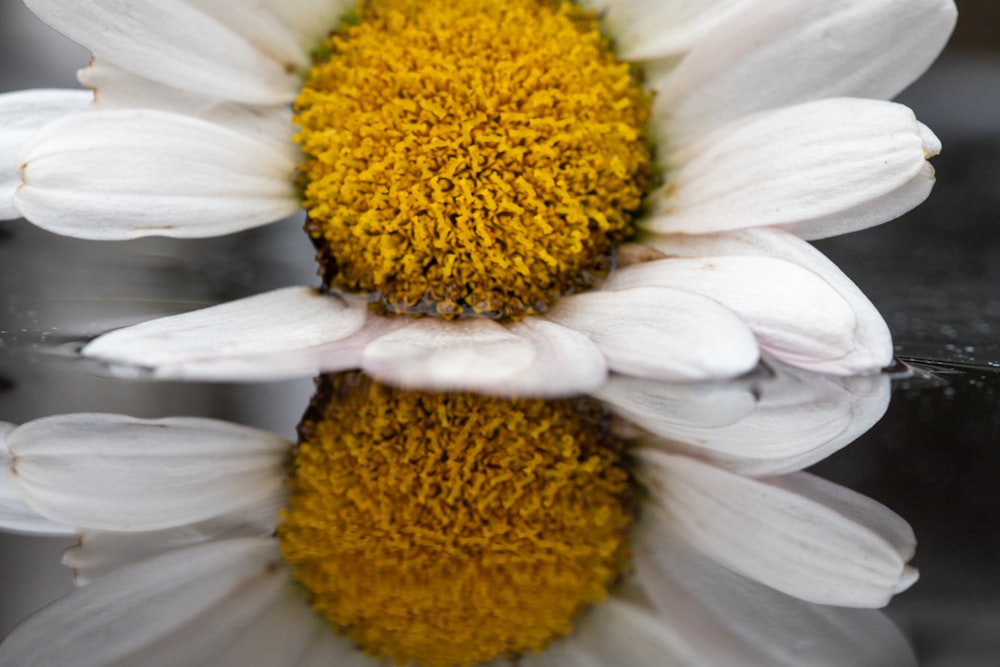 white daisy in bloom during daytime