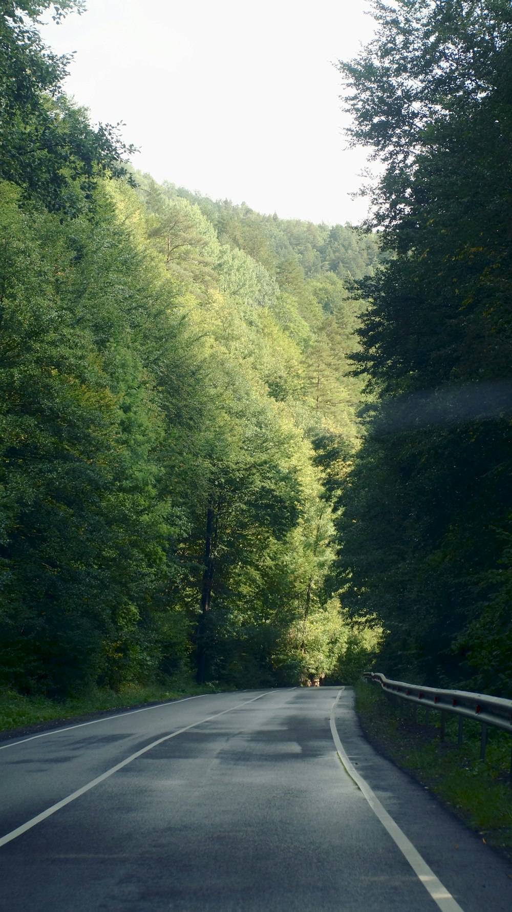 green trees beside gray concrete road during daytime