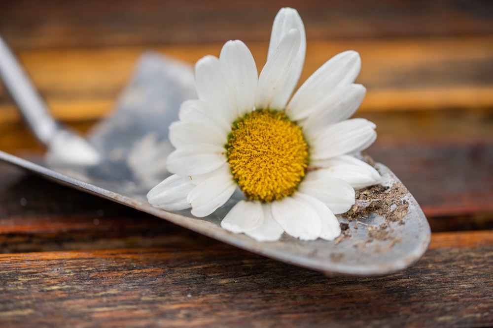 white daisy on brown wooden table