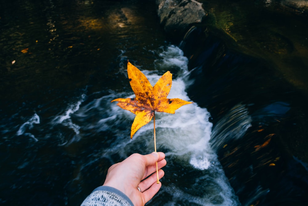 person holding yellow maple leaf