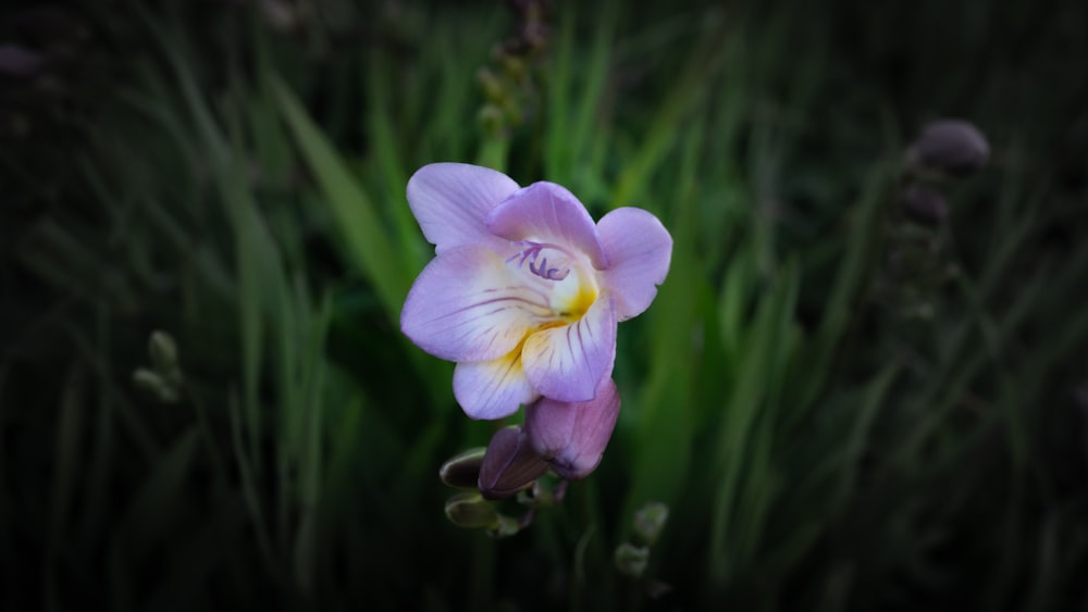 purple and white flower in tilt shift lens