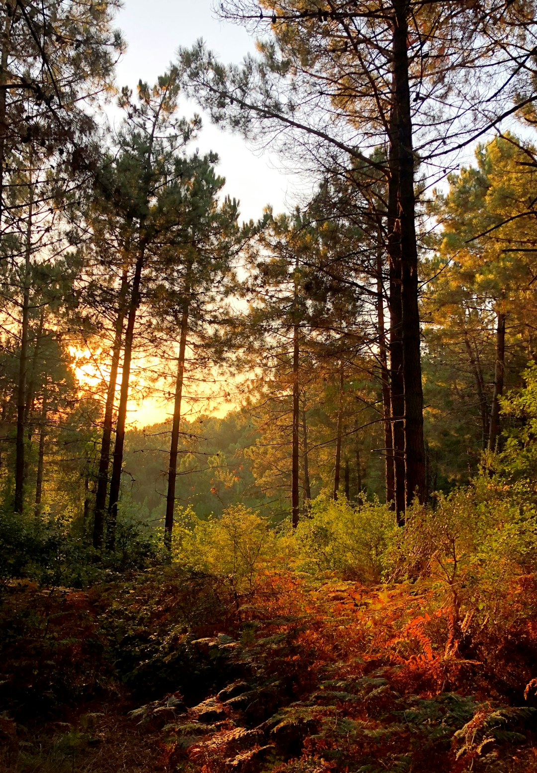 Forest photo spot Istanbul Sinanpaşa Mahallesi