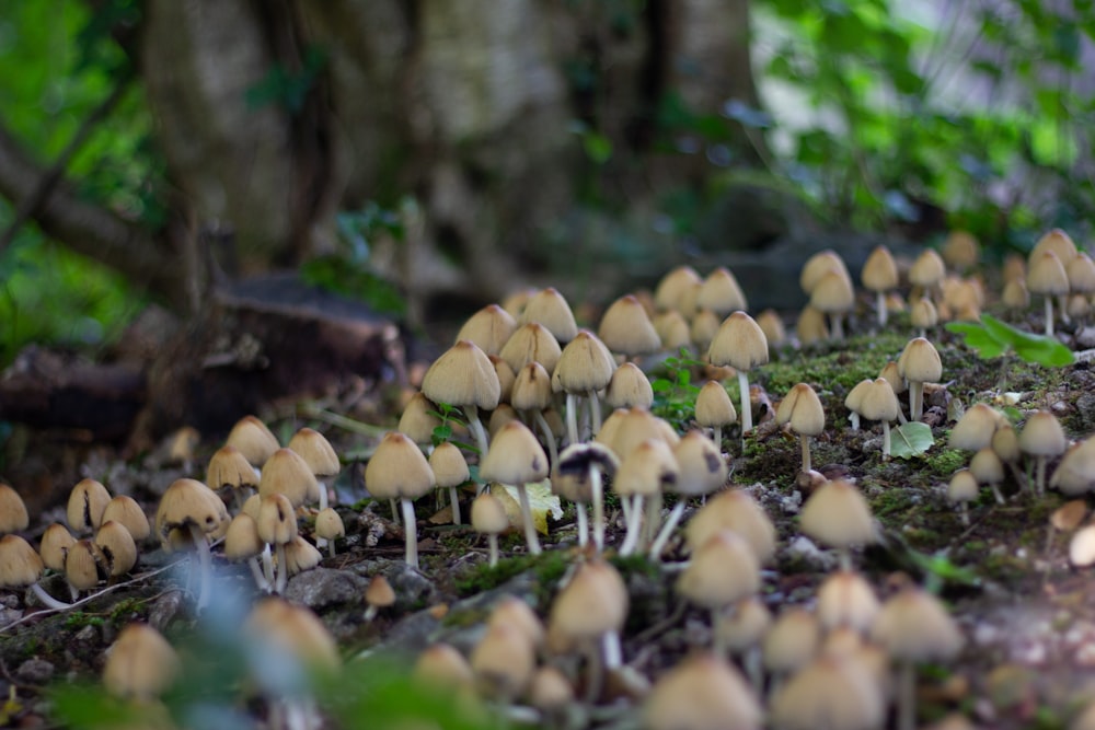 white and brown mushrooms on ground