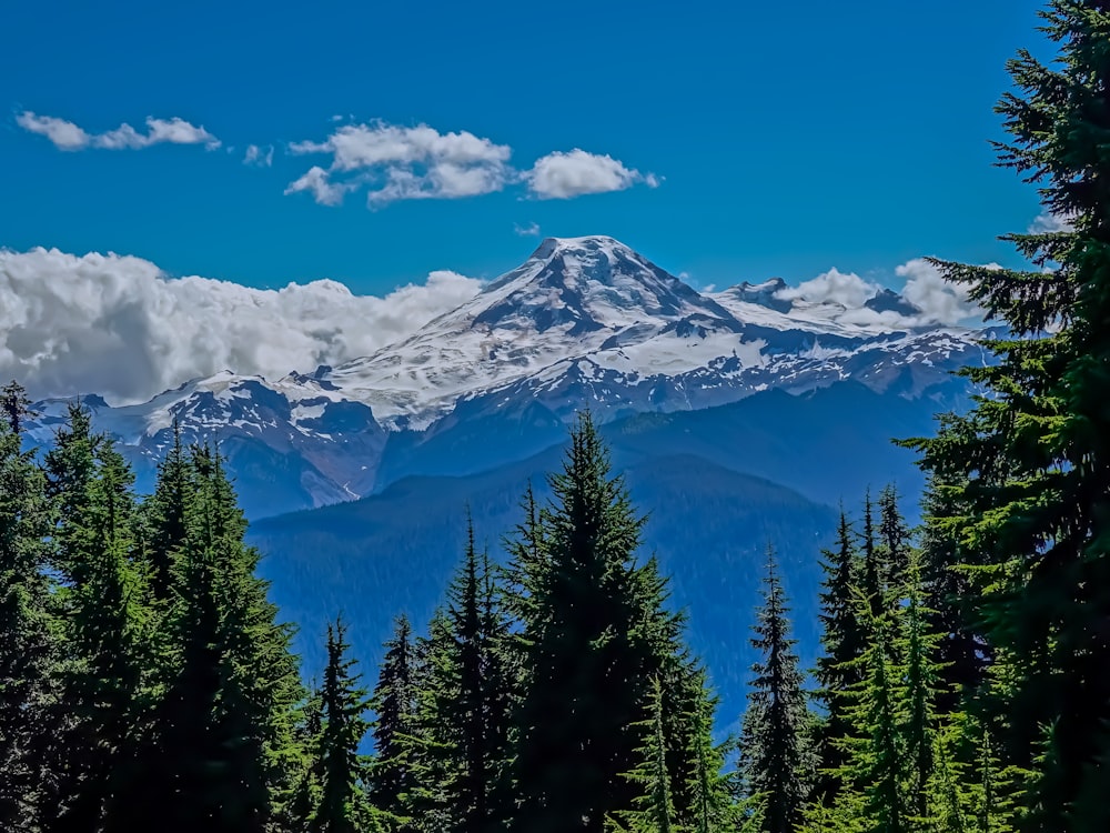 green pine trees near snow covered mountain under blue sky during daytime