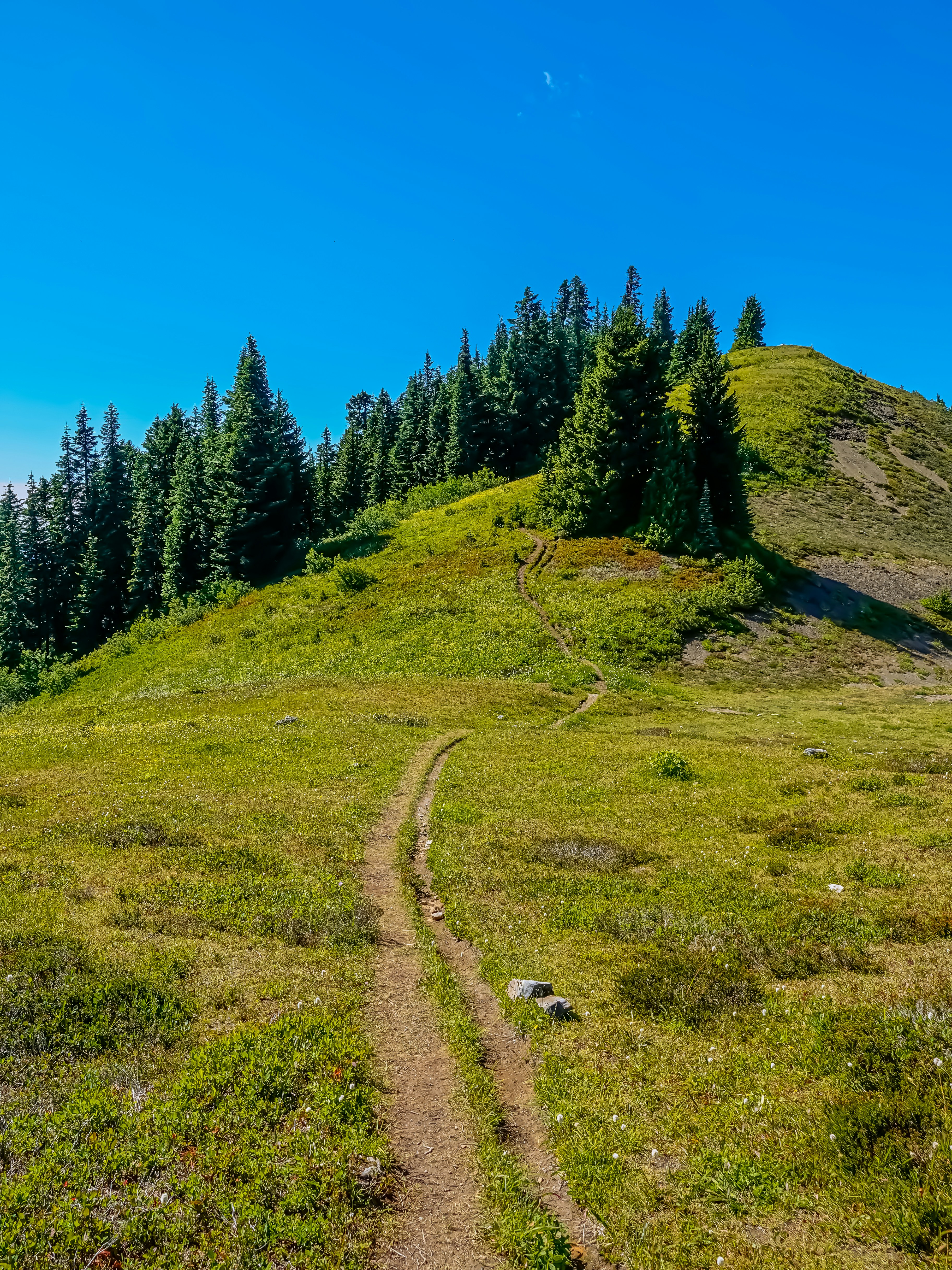 Scenic hiking trail winding through lush green Bieszczady forests.