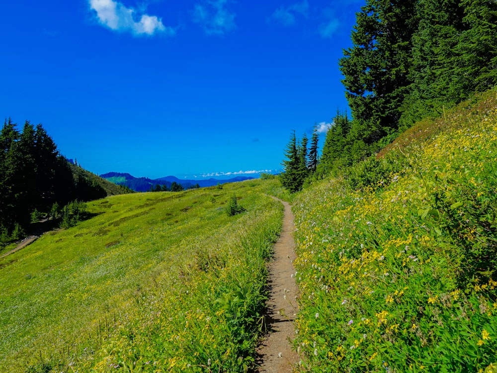 green grass field near pathway under blue sky during daytime