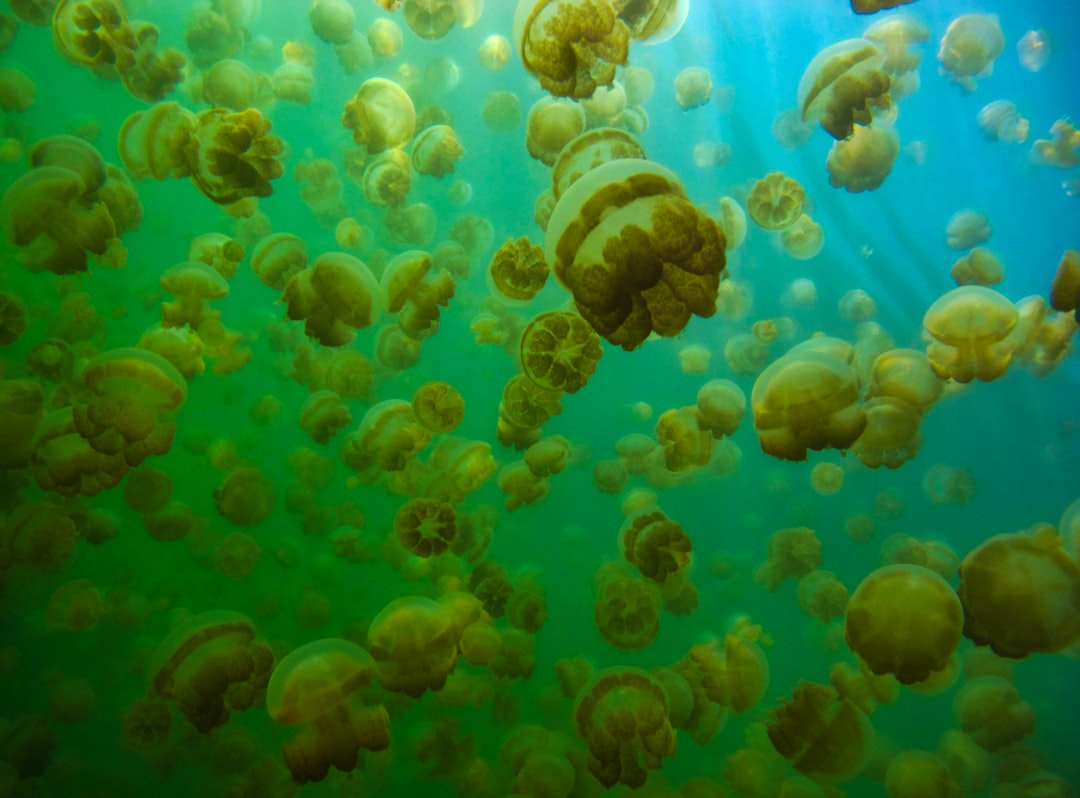 blue and white jellyfish under water