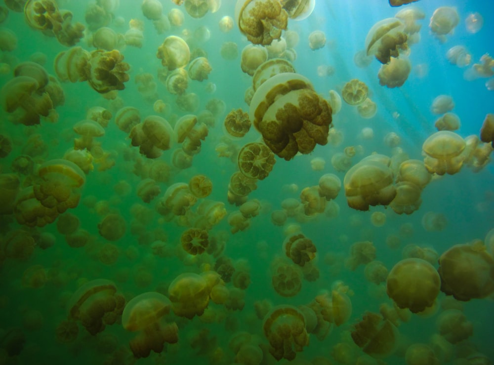 blue and white jellyfish under water