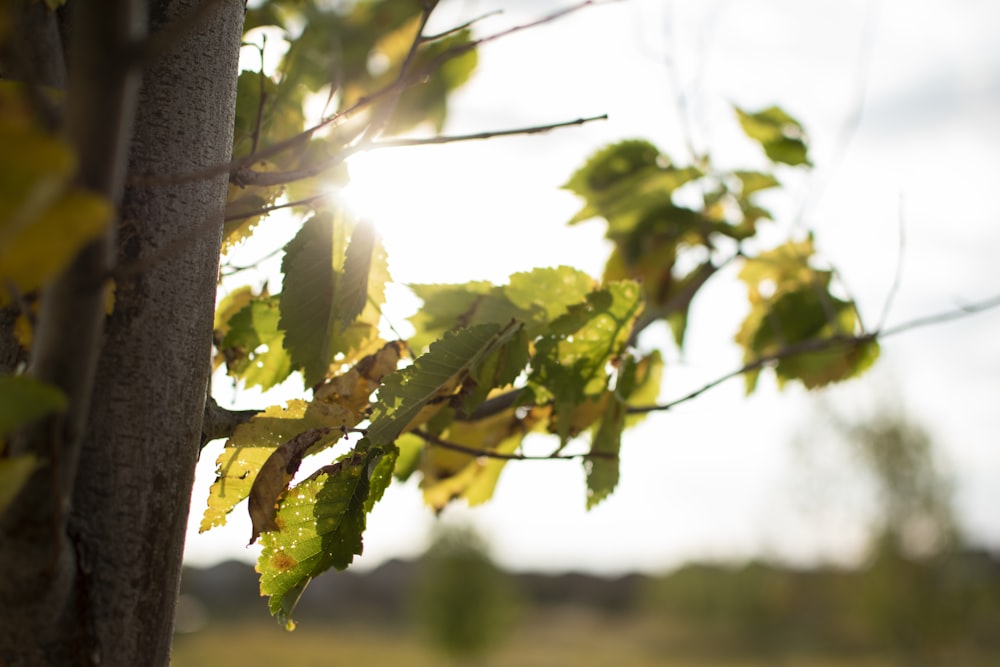 green leaves on brown tree branch during daytime