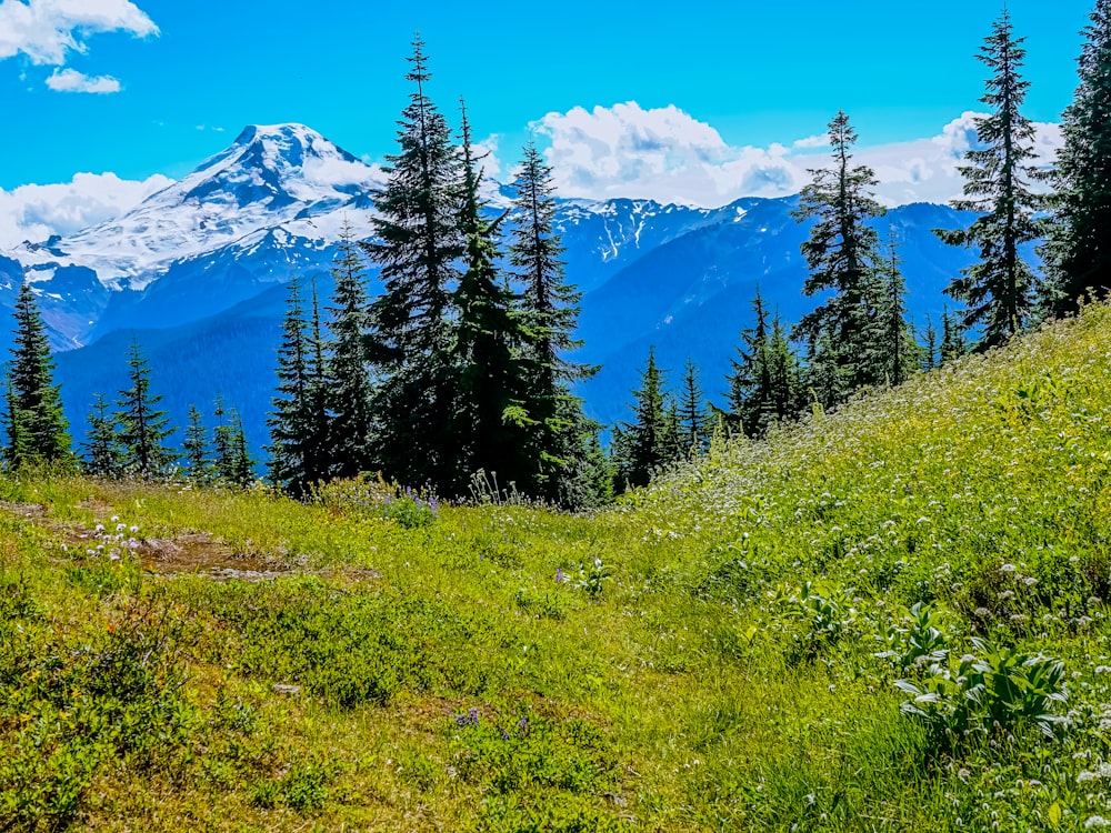 green pine trees on green grass field near snow covered mountain during daytime