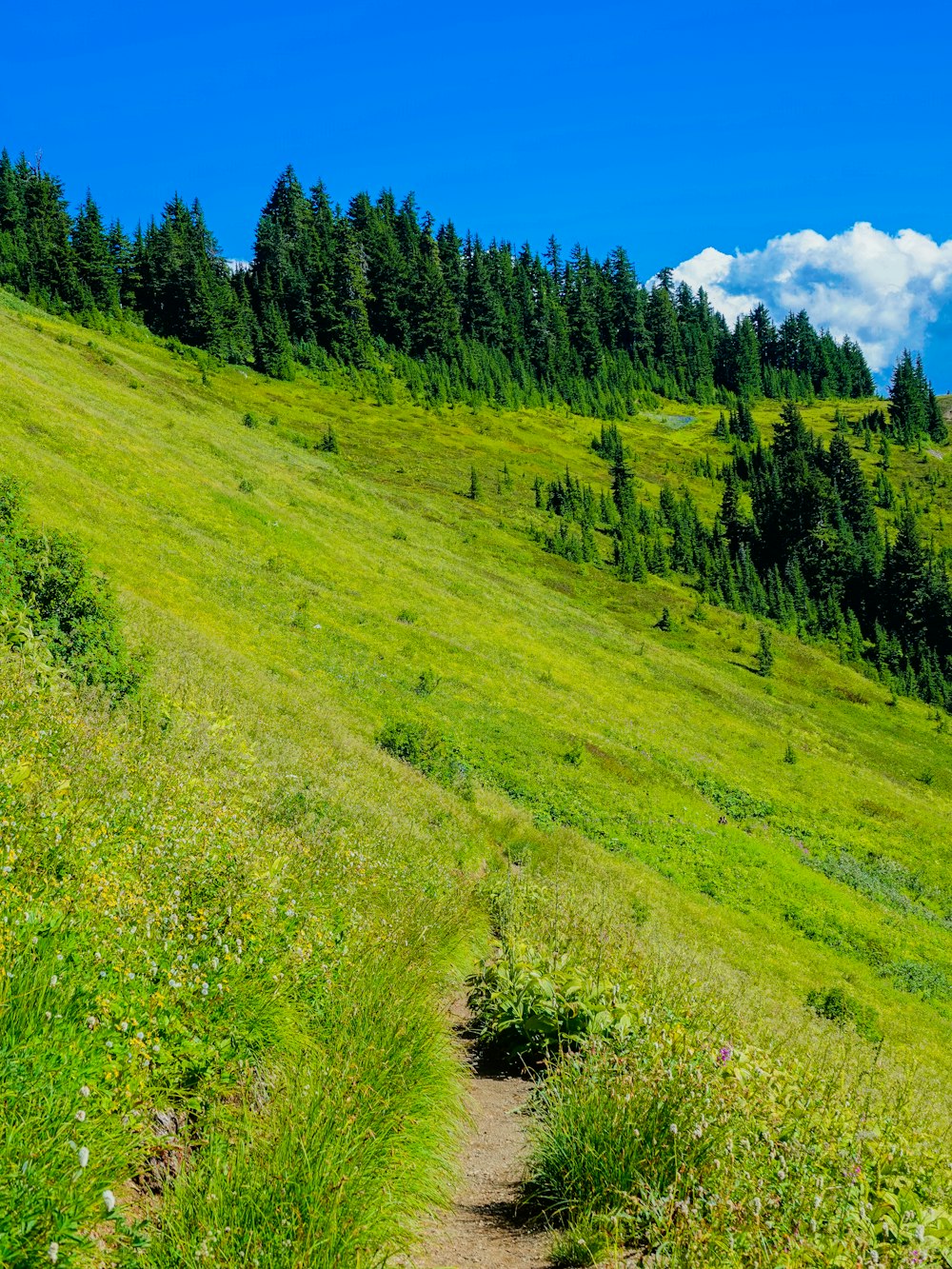 campo de hierba verde y árboles bajo el cielo azul durante el día