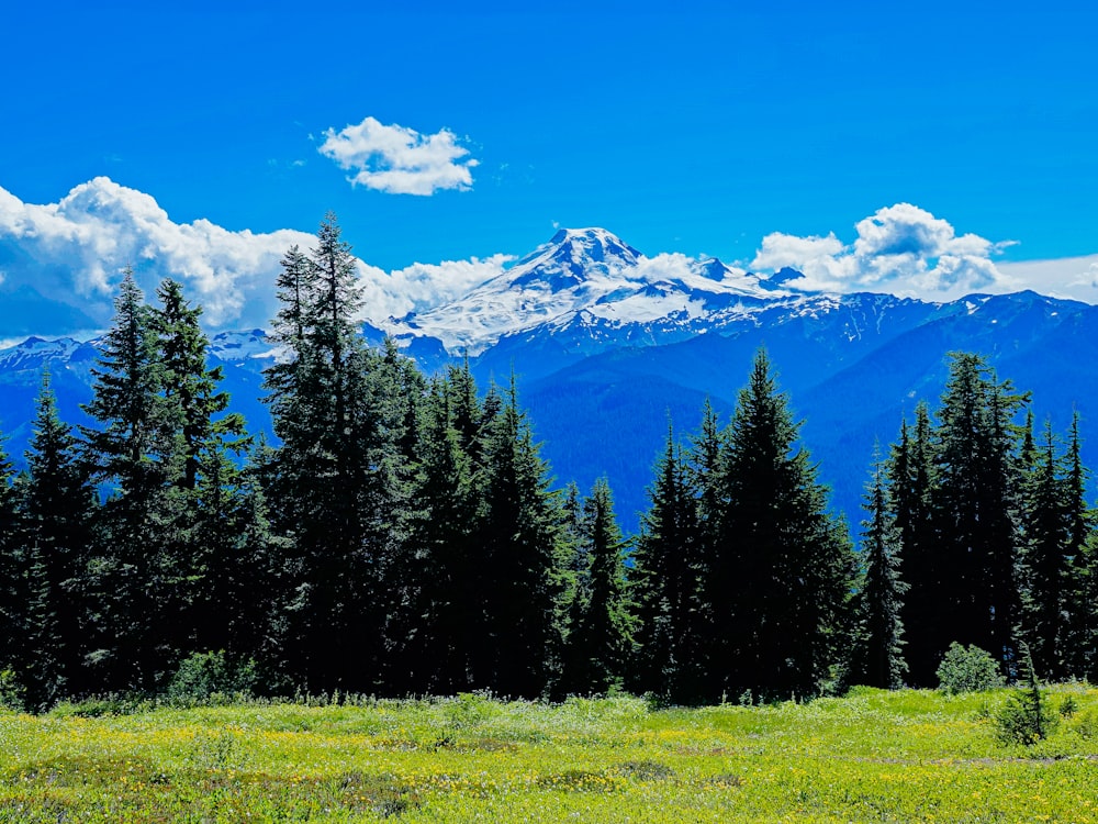 Grüne Kiefern auf grünem Grasfeld in der Nähe eines schneebedeckten Berges tagsüber