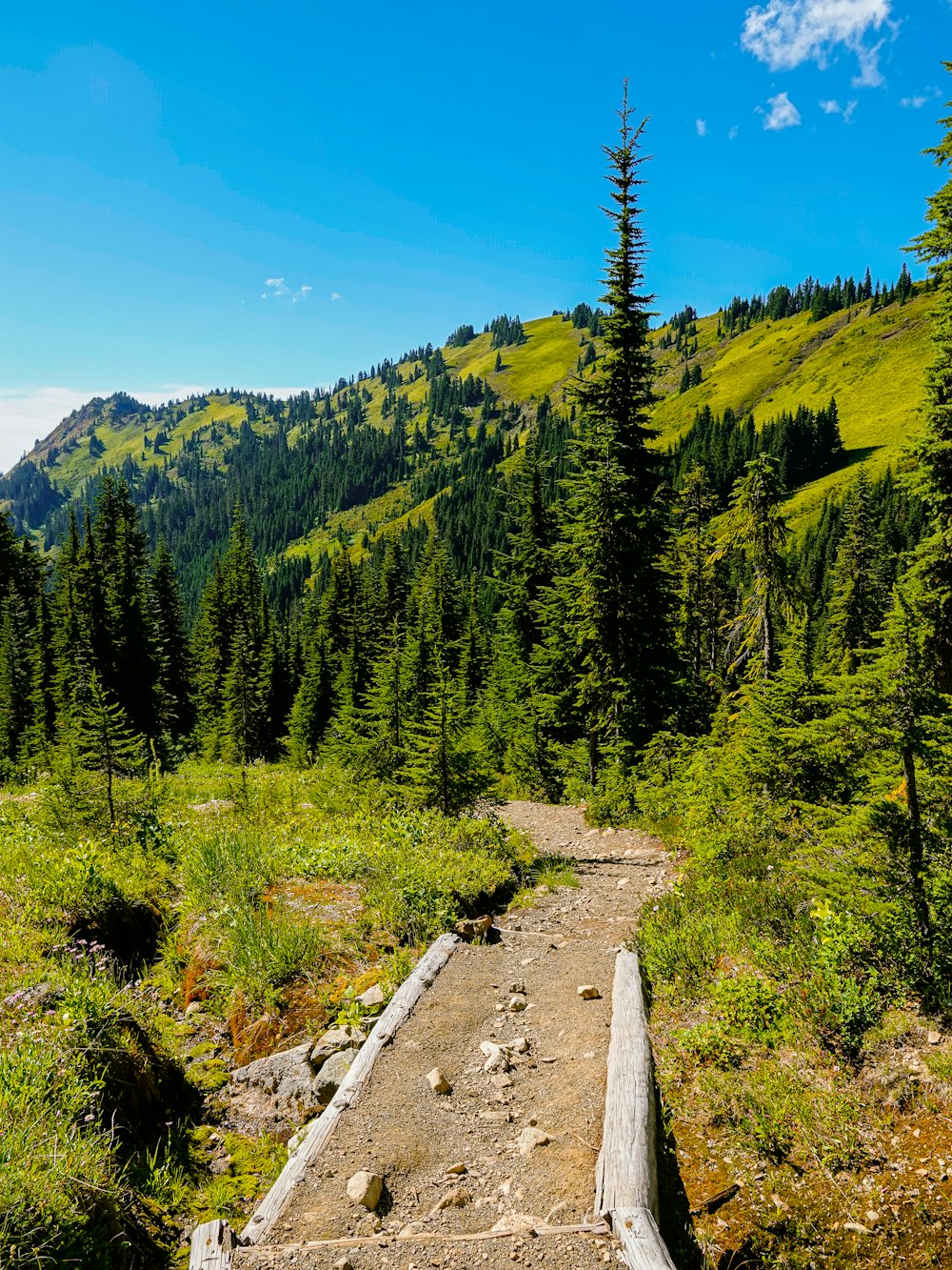 green pine trees on mountain under blue sky during daytime