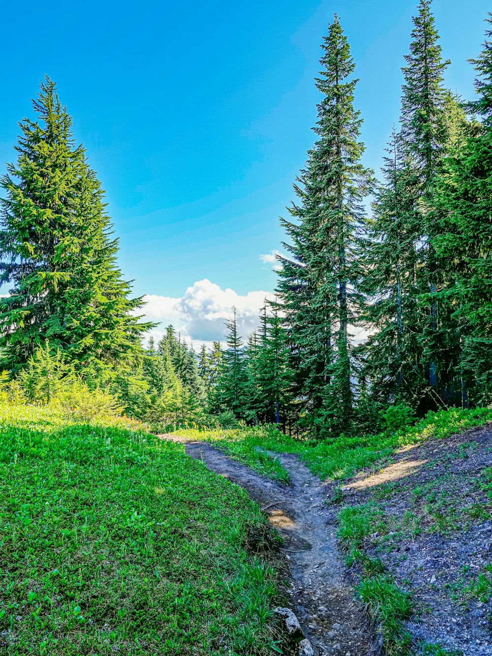 Grünes Grasfeld und grüne Bäume unter blauem Himmel tagsüber