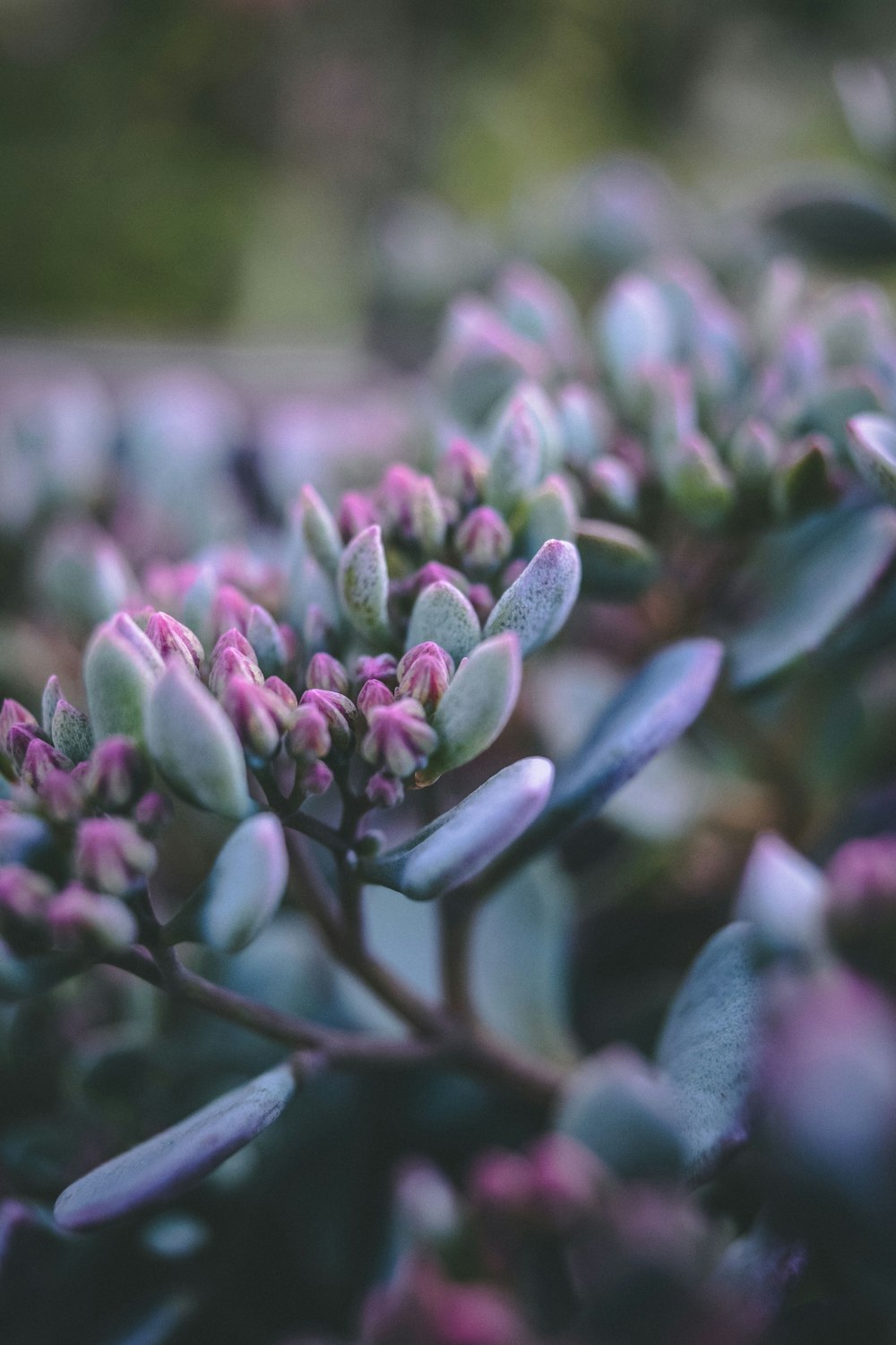 purple flowers in tilt shift lens