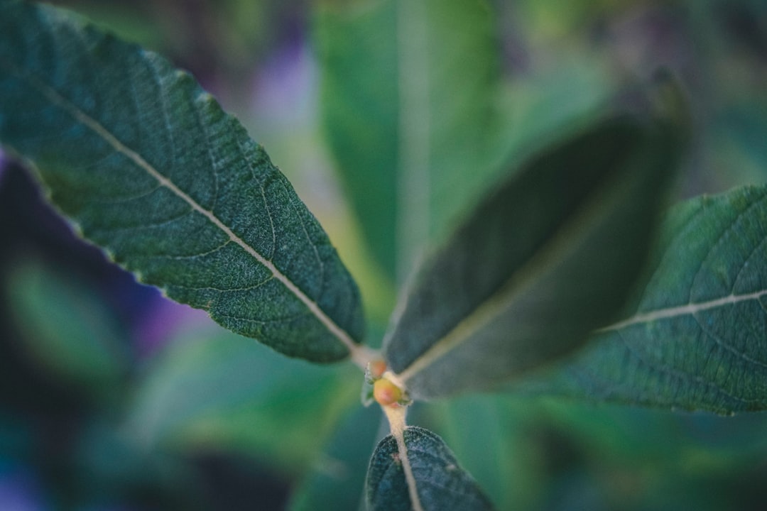 green leaf in macro photography