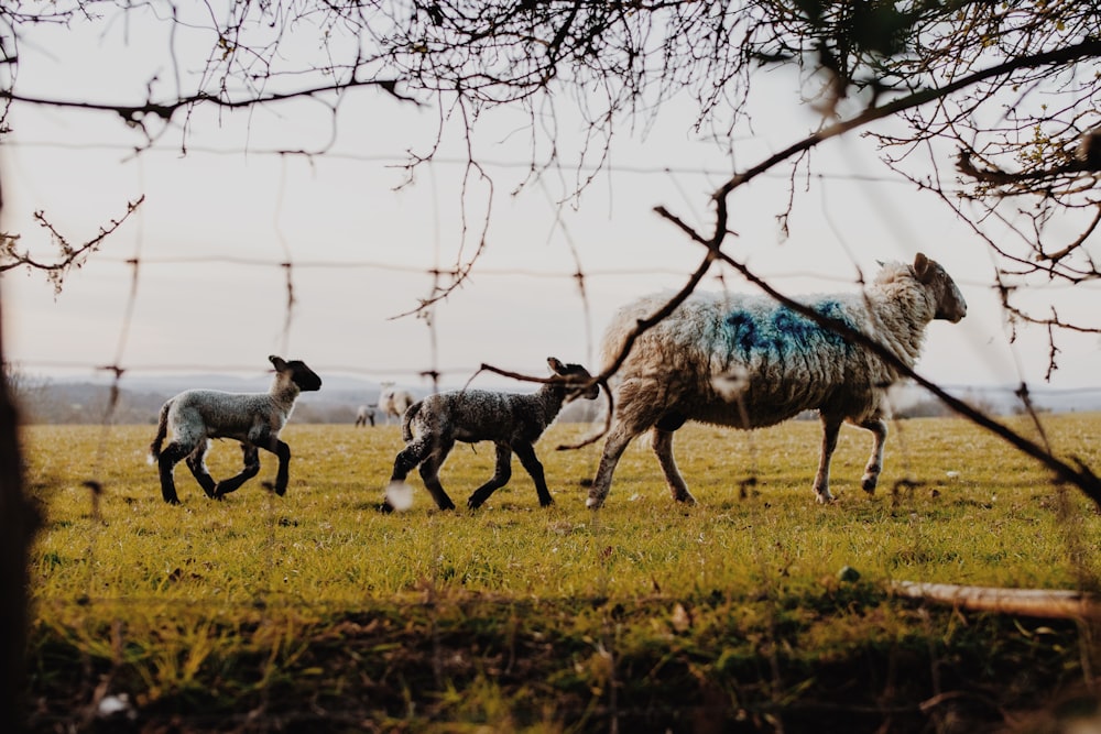 herd of goats on green grass field during daytime