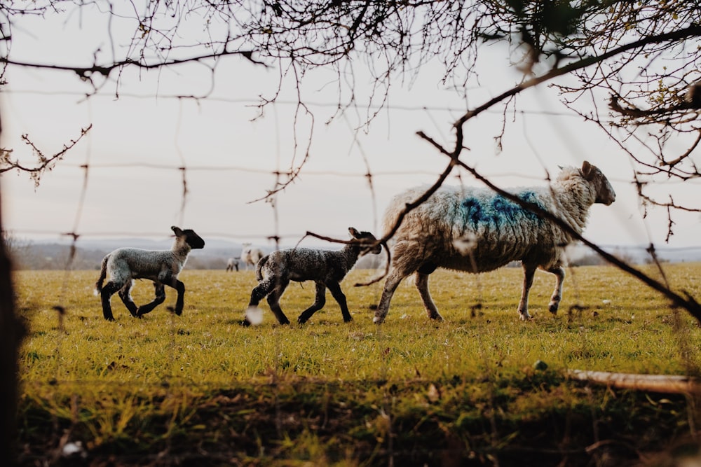 rebanho de cabras no campo de grama verde durante o dia