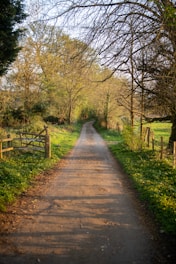 brown pathway between green grass and trees during daytime