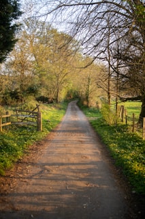 brown pathway between green grass and trees during daytime