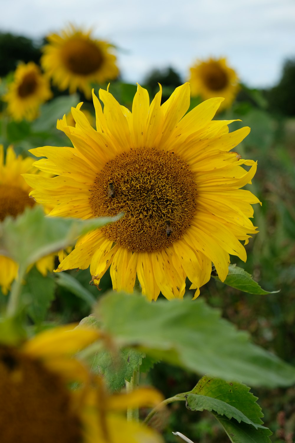 a field of sunflowers with a blue sky in the background