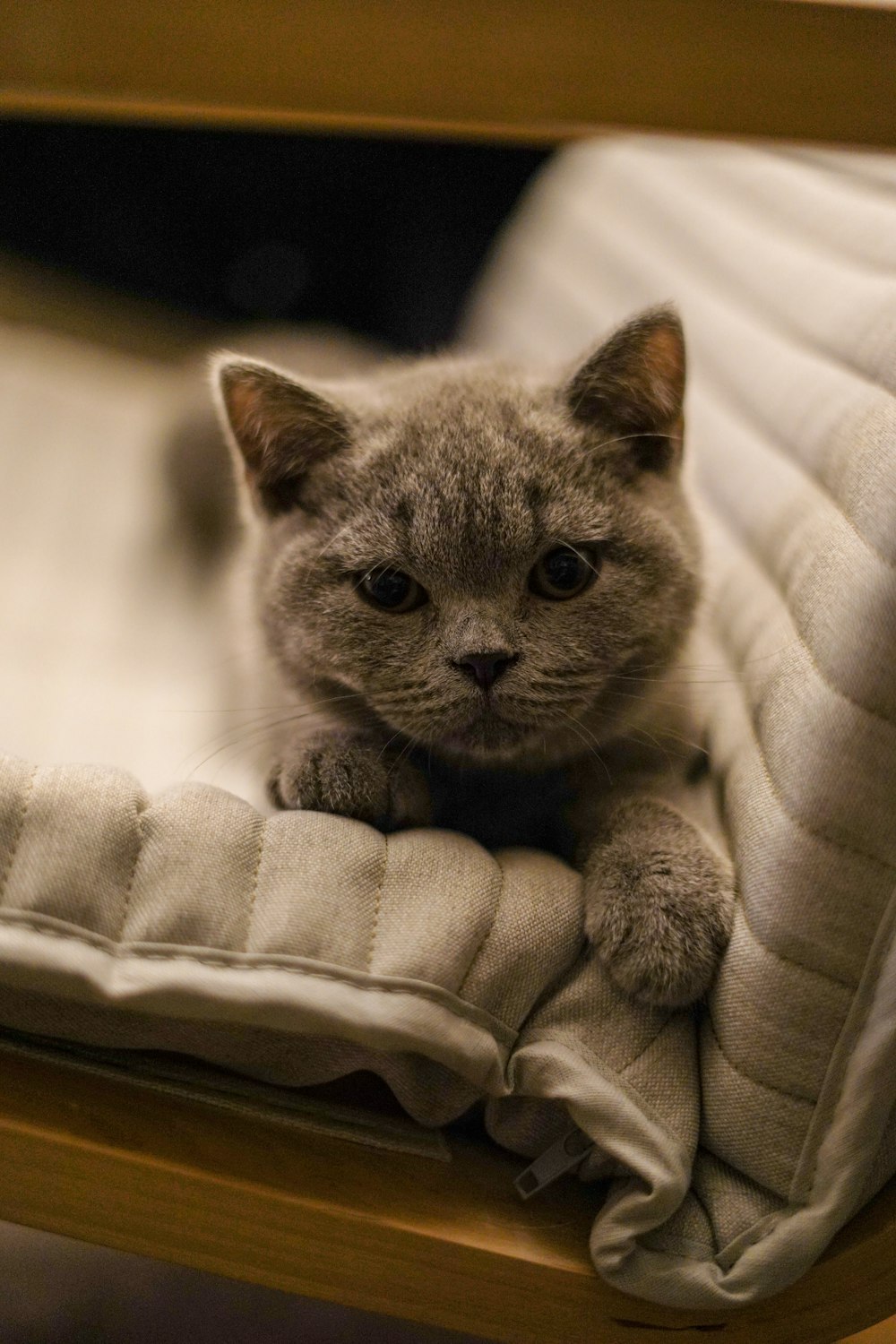 gato gris sobre textil blanco