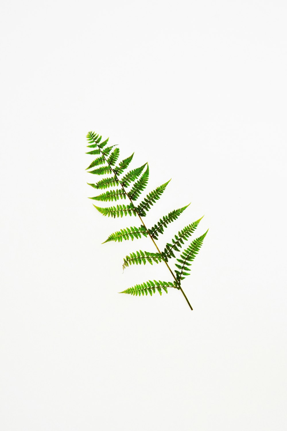 green leaf on white background