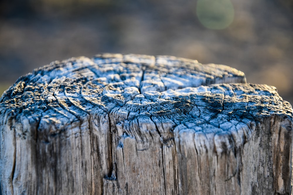brown wooden log in close up photography