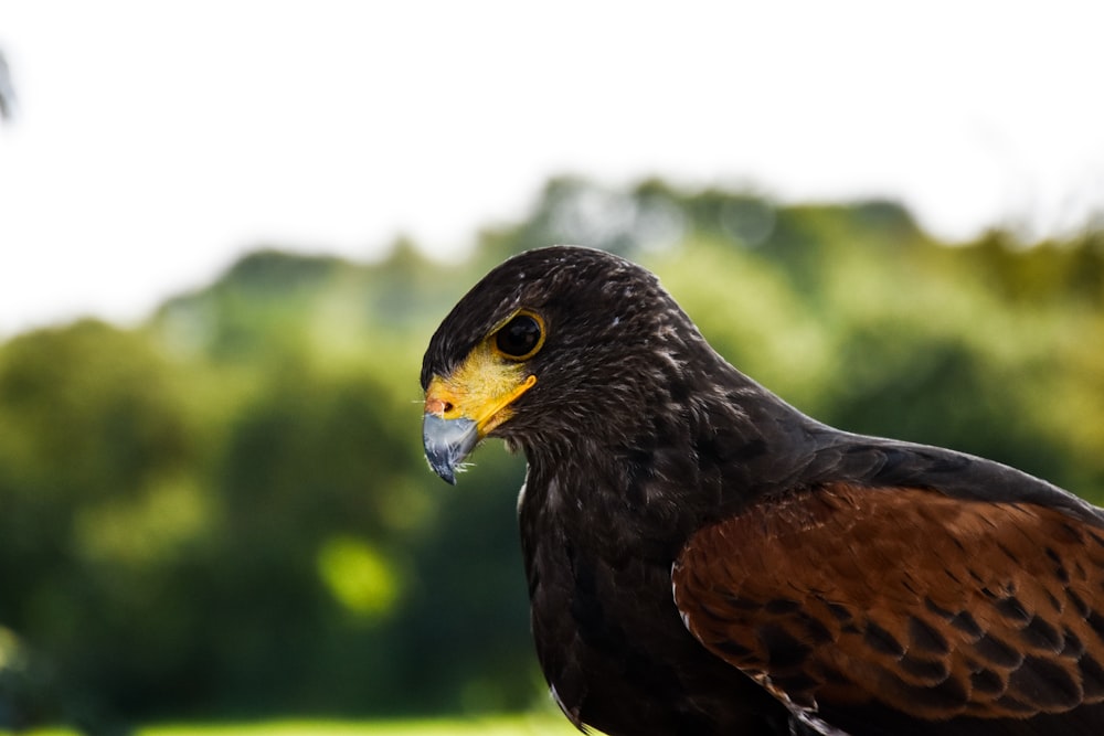 black and brown bird on brown wooden stick